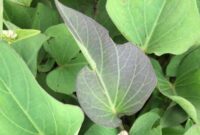 How to cook sweet potato leaves chinese style