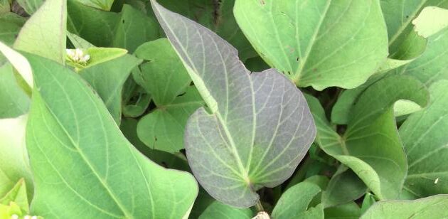 How to Cook Sweet Potato Leaves Chinese Style A Flavorful Guide