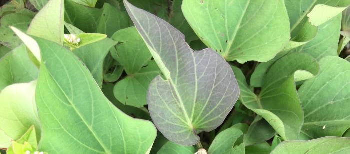 How to cook sweet potato leaves chinese style